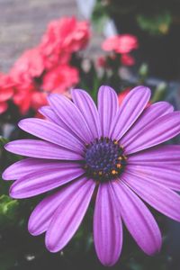 Close-up of purple flowers blooming outdoors