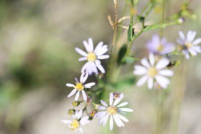 Close-up of white flowering plant