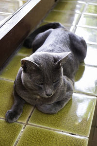 High angle view of cat resting