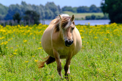 Close-up of a horse on field