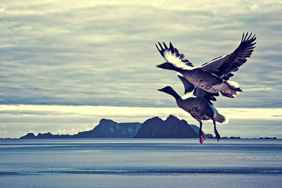 Bird flying over sea against sky during winter