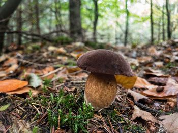 Close-up of mushrooms on tree trunk in forest