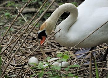 Close-up of swan in nest