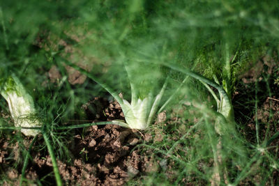 Close-up of insect on grass