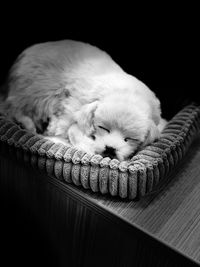 Puppy sleeping in pet bed on table
