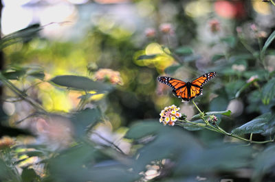 Butterfly on lantana camera in forest