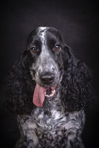 Close-up of dog against black background