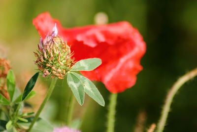 Close-up of red flowering plant