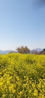 Scenic view of oilseed rape field against clear sky