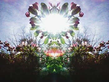 Low angle view of flowers against sky