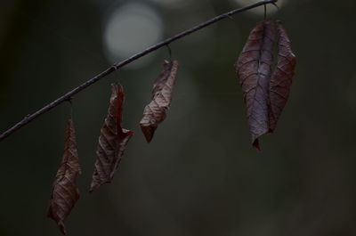 Close-up of dry leaves on branch