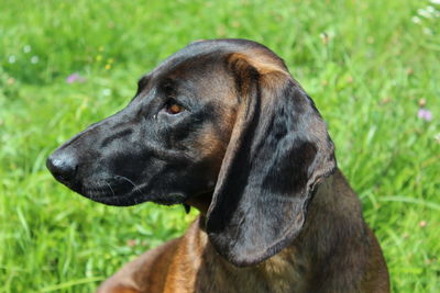 Close-up of dog on field