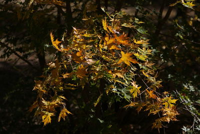 Close-up of yellow maple leaves on tree