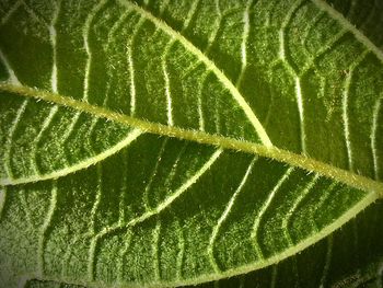 Full frame shot of leaves