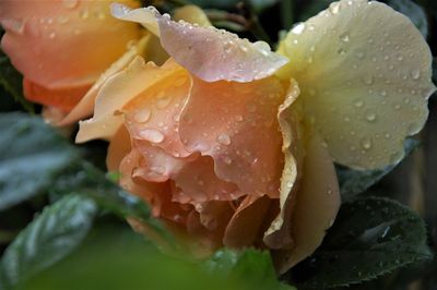 Close-up of wet rose