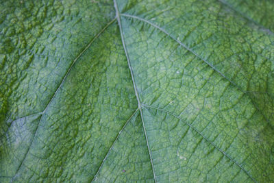 Full frame shot of green leaves