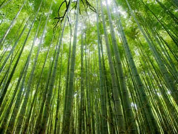 Low angle view of bamboo trees