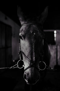 Black horse, black wild horse in stable portrait of a horse, black and white.