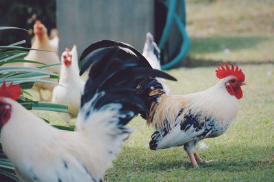 A group of chickens is on the field