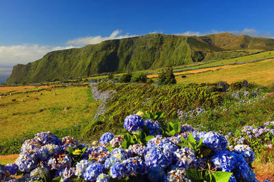 Scenic view of landscape against blue sky