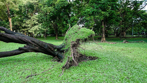 Trees on grass