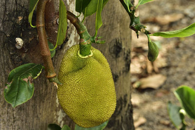 Close-up of fruit growing on tree trunk