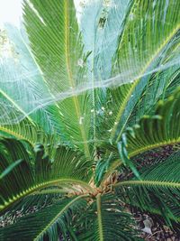 Close-up of palm leaf