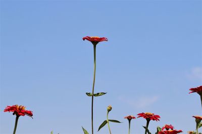 Low angle view of red flowering plant against clear sky