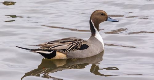 Duck swimming on lake