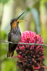 Close-up of sparrow on flower