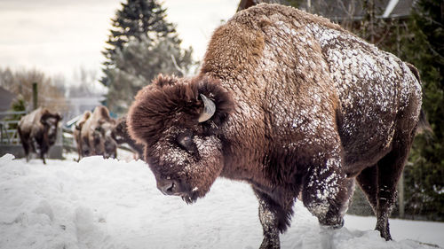 Close-up of horse standing on snow