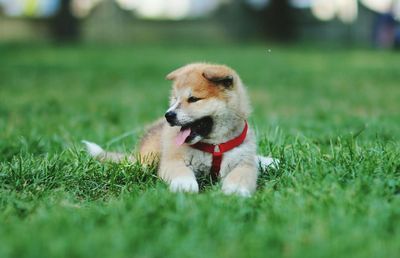 Dog on grassy field