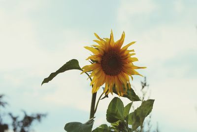 Close-up of sunflower against sky