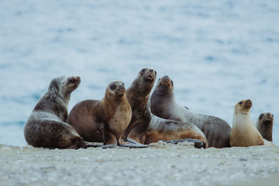 Herd of seals on seashore