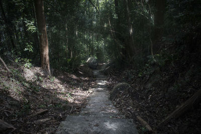 Footpath amidst trees in forest