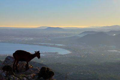 Wild goat on mountain peak against sky during sunset