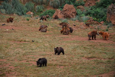 Bears on field