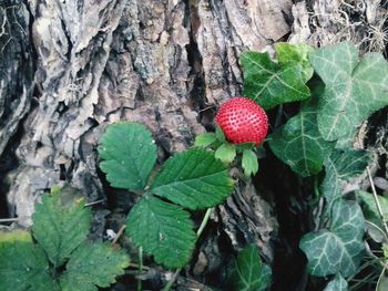 Close-up of fruits hanging on tree