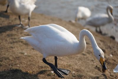 Close-up of seagull on land