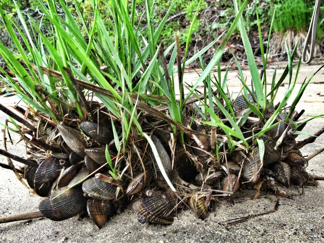 plant, high angle view, growth, nature, sand, field, day, outdoors, leaf, beach, no people, sunlight, green color, grass, stone - object, dirt, ground, tranquility, close-up, growing