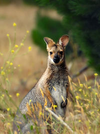 Close-up of deer