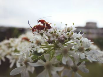 Close-up of insect on white flowering plant