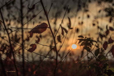 Close-up of flowering plants on field during sunset