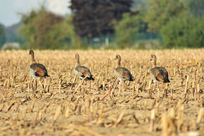 Flock of birds on field