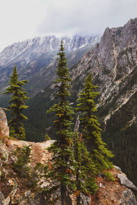 Evergreen trees and rocky landscape in mountainous area