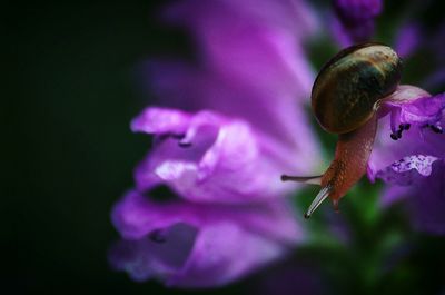 Close-up of insect on pink flower