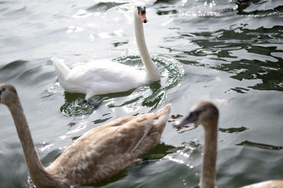 Bird swimming in lake