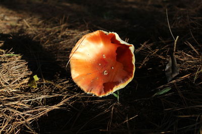 Close-up of mushroom growing on field