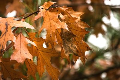 Close-up of maple leaves fallen on tree
