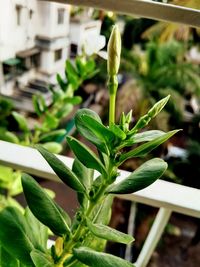 Close-up of fresh green plant